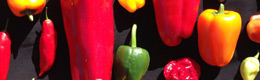 Global Chili Thumbnail