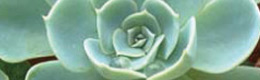 Stems and Stones Thumbnail